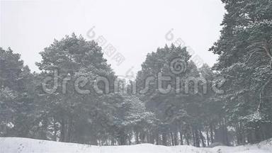 暴<strong>风雪</strong>，树林，暴<strong>风雪</strong>，冬天，圣诞自然树和松林景观